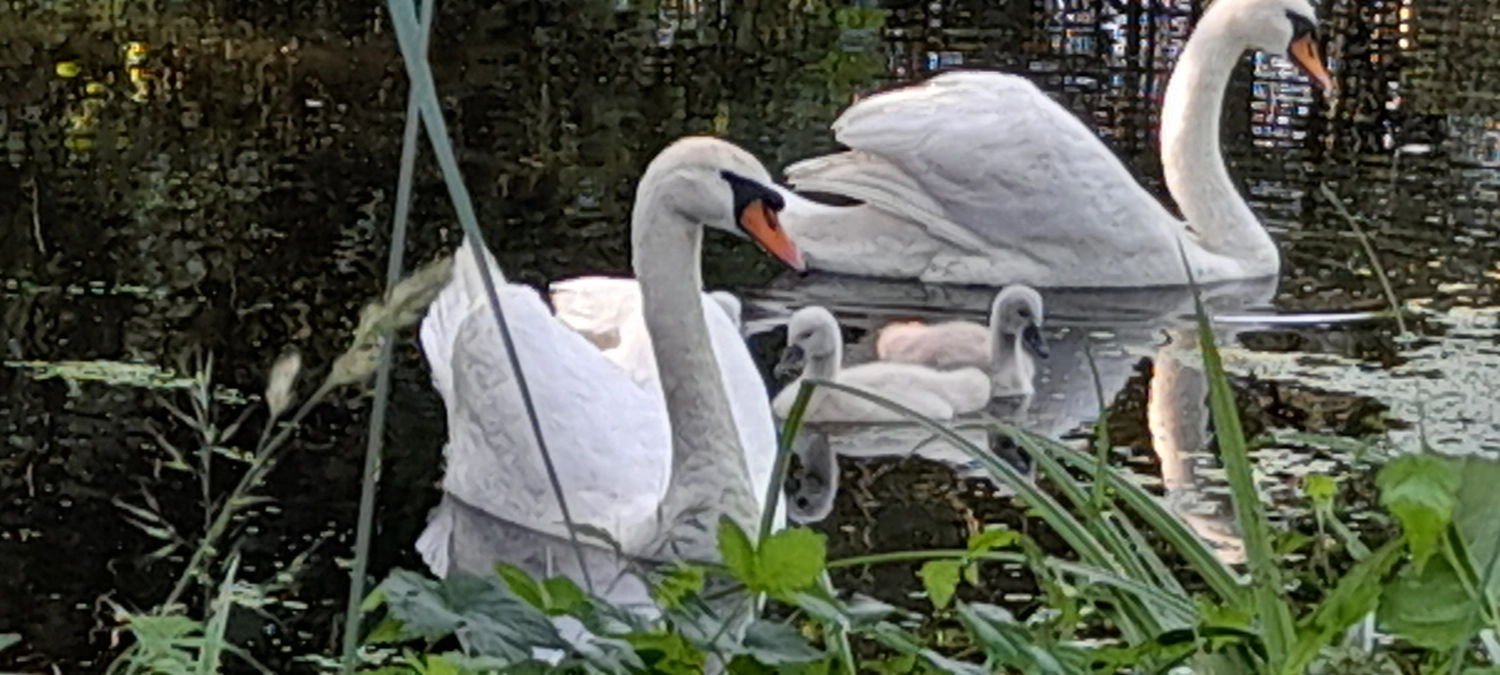 Naturcoach - Coaching - Enten im Garten