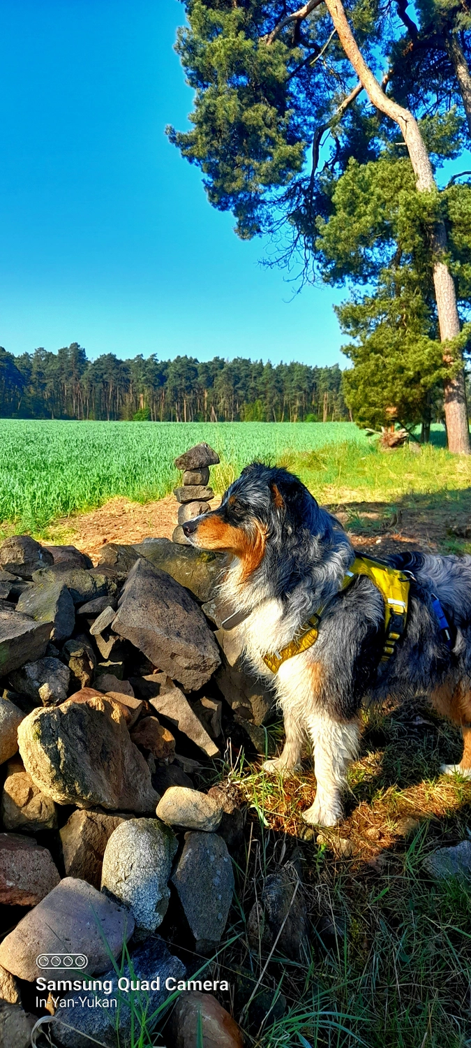 Naturcoach - Coaching - Hund