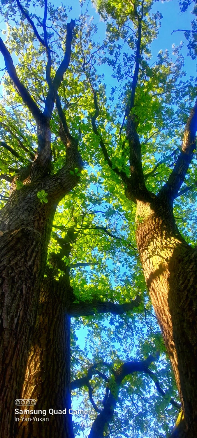 Naturcoach - Coaching - Baum